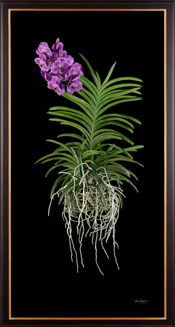 Framed Fine Art Print Vanda Janel de Cruz Plant by Kevin G Saunders
