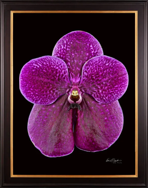 Framed Fine Art Print Vanda Roberts Delight Bloom by Kevin G Saunders