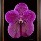 Framed Fine Art Print Vanda Roberts Delight Bloom by Kevin G Saunders