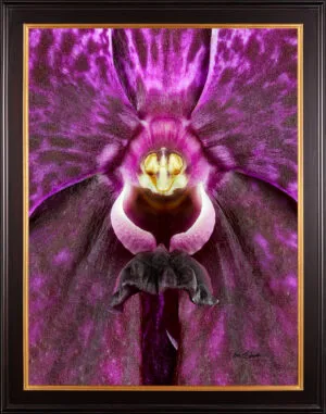 Framed Fine Art Print Vanda Roberts Delight Bloom Close by Kevin G Saunders