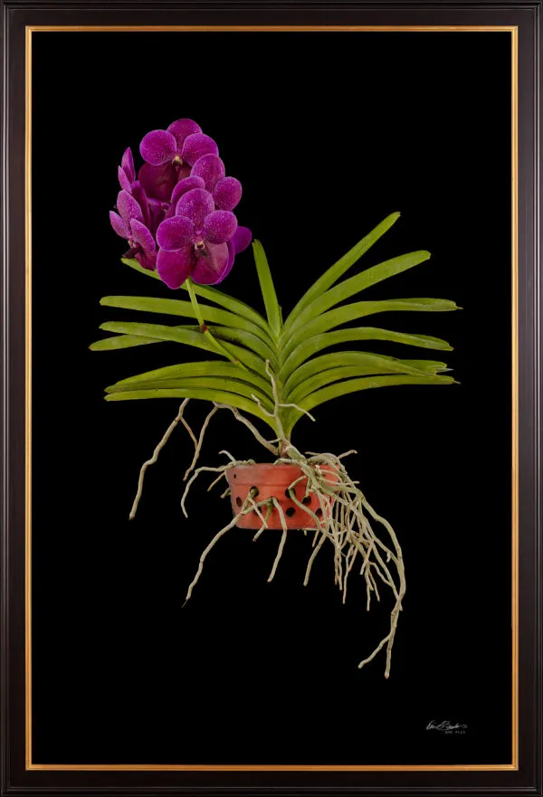 Framed Fine Art Print Vanda Roberts Delight Plant by Kevin G Saunders