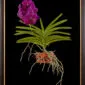 Framed Fine Art Print Vanda Roberts Delight Plant by Kevin G Saunders