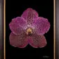 Framed Fine Art Print Vanda Rosemary Fuller Bloom by Kevin G Saunders