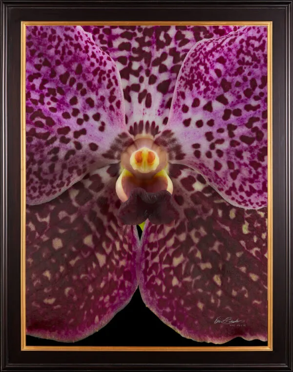 Framed Fine Art Print Vanda Rosemary Fuller Bloom Close by Kevin G Saunders