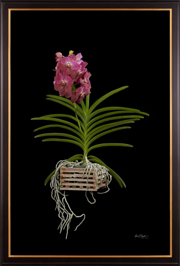 Framed Fine Art Print of Vanda Pantone Pink Bloom Close by Kevin G Saunders