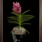 Framed Fine Art Print of Vanda Pantone Pink Bloom Close by Kevin G Saunders
