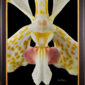 Framed Fine Art print of Vanda Tri Color – Bloom Close by Kevin G Saunders