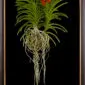 Framed Fine Art Orchid Print Ascda Fuchs Sunkist Orange Glow Plant by Kevin G Saunders