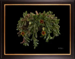 Framed Fine Art Orchid Print Huernia Confusa Plant by Kevin G Saunders