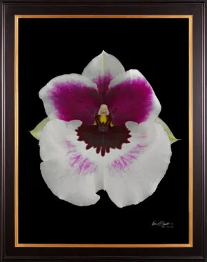 Framed Fine Art Print Miltoniopsis Bloom by Kevin G Saunders