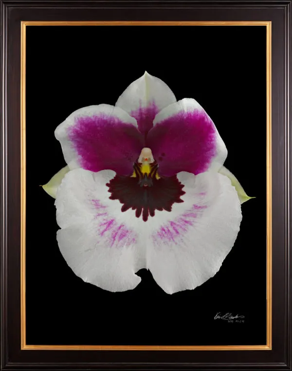 Framed Fine Art Print Miltoniopsis Bloom by Kevin G Saunders