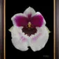 Framed Fine Art Print Miltoniopsis Bloom by Kevin G Saunders