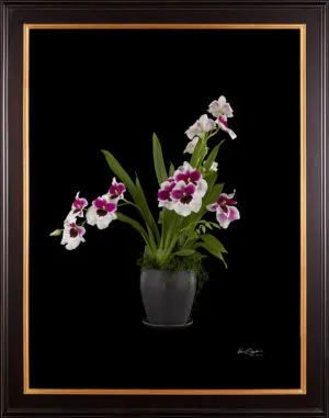 Framed Fine Art Print Miltoniopsis Plant by Kevin G Saunders