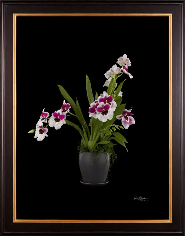 Framed Fine Art Print Miltoniopsis Plant by Kevin G Saunders