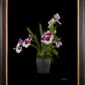 Framed Fine Art Print Miltoniopsis Plant by Kevin G Saunders