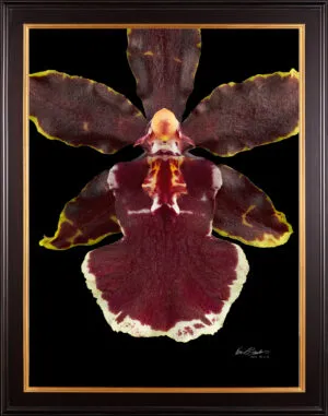 Framed Fine Art Print Odcdm Wildcat Bobcat Bloom Close by Kevin G Saunders