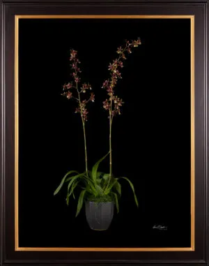 Framed Fine Art Print Odontocidium Wildcat Bobcat AM AOS Plant by Kevin G Saunders