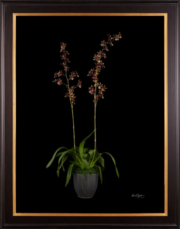 Framed Fine Art Print Odontocidium Wildcat Bobcat AM AOS Plant by Kevin G Saunders