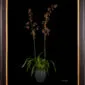 Framed Fine Art Print Odontocidium Wildcat Bobcat AM AOS Plant by Kevin G Saunders