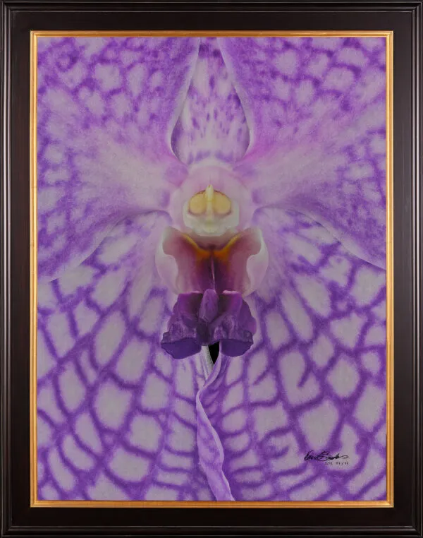 Framed Fine Art Print of Vanda Charlene Atkins Bloom Close by Kevin G Saunders