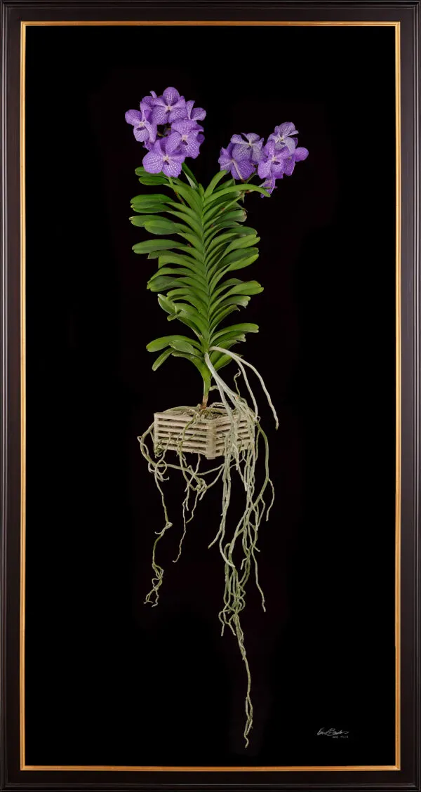 Framed Fine Art Print of Vanda Sansai Blue Plant by Kevin G Saunders