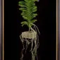 Framed Fine Art Print of Vanda Sansai Blue Plant by Kevin G Saunders