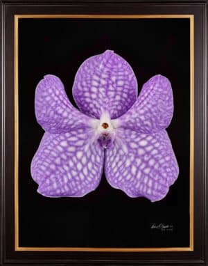 Framed Fine Art Print of Vanda Sansai Blue Bloom by Kevin G Saunders