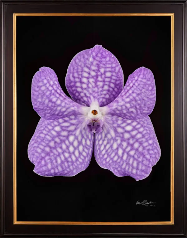 Framed Fine Art Print of Vanda Sansai Blue Bloom by Kevin G Saunders