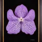 Framed Fine Art Print of Vanda Sansai Blue Bloom by Kevin G Saunders