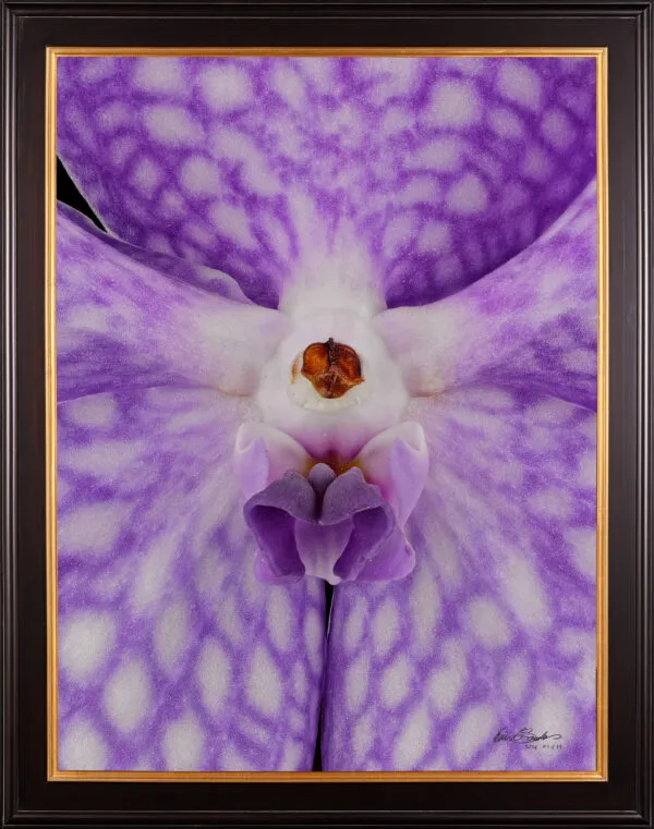 Framed Fine Art Print of Vanda Sansai Blue Bloom Close by Kevin G Saunders