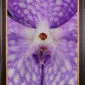 Framed Fine Art Print of Vanda Sansai Blue Bloom Close by Kevin G Saunders