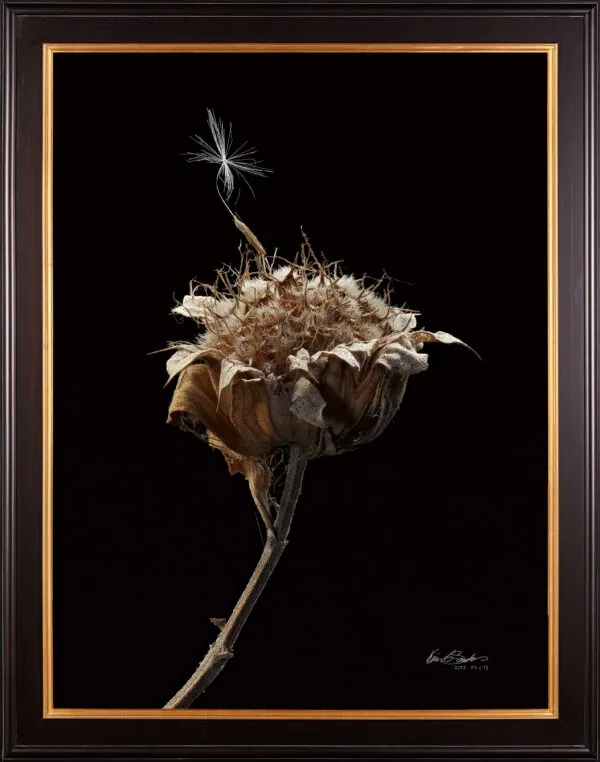 A framed, hyperrealistic print of a dried plant stalk with a single dandelion seed resting on it.