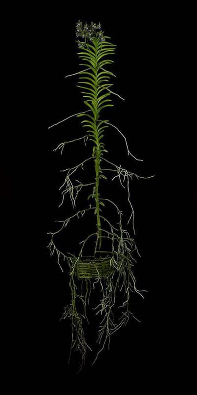 Vanda Tessellata Leopard Plant Fine Art Print Vanda Tessellata Leopard Plant by Kevin G Saunders