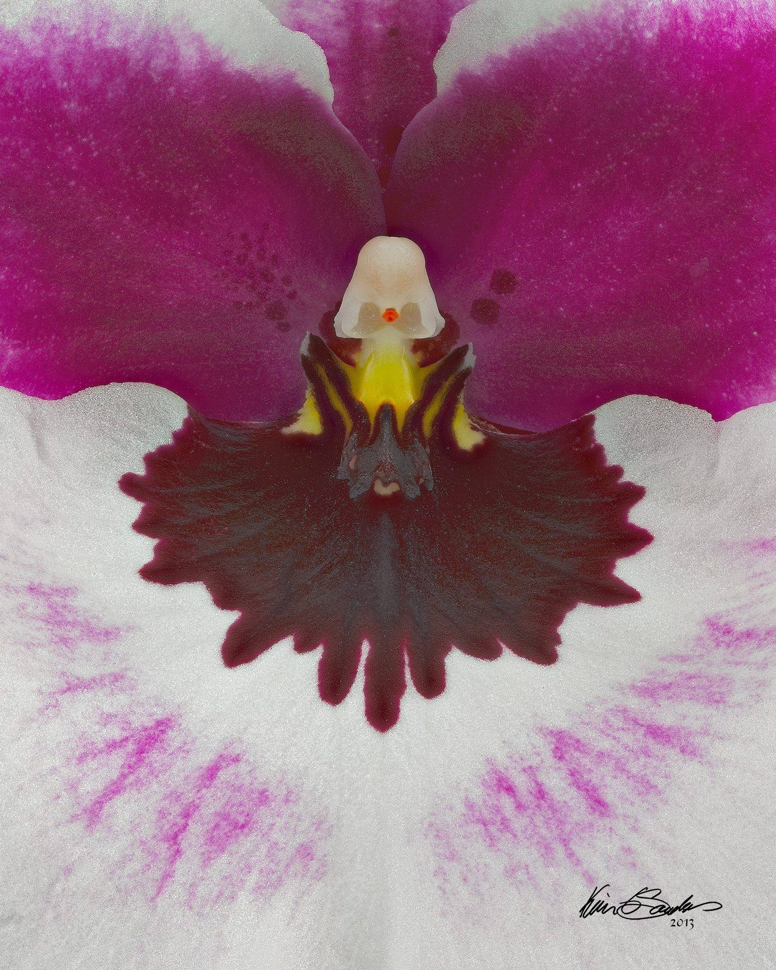 A hyperrealistic KGS Studios close-up portrait of a Miltoniopsis orchid, showing intricate detail on its mask-like petals.