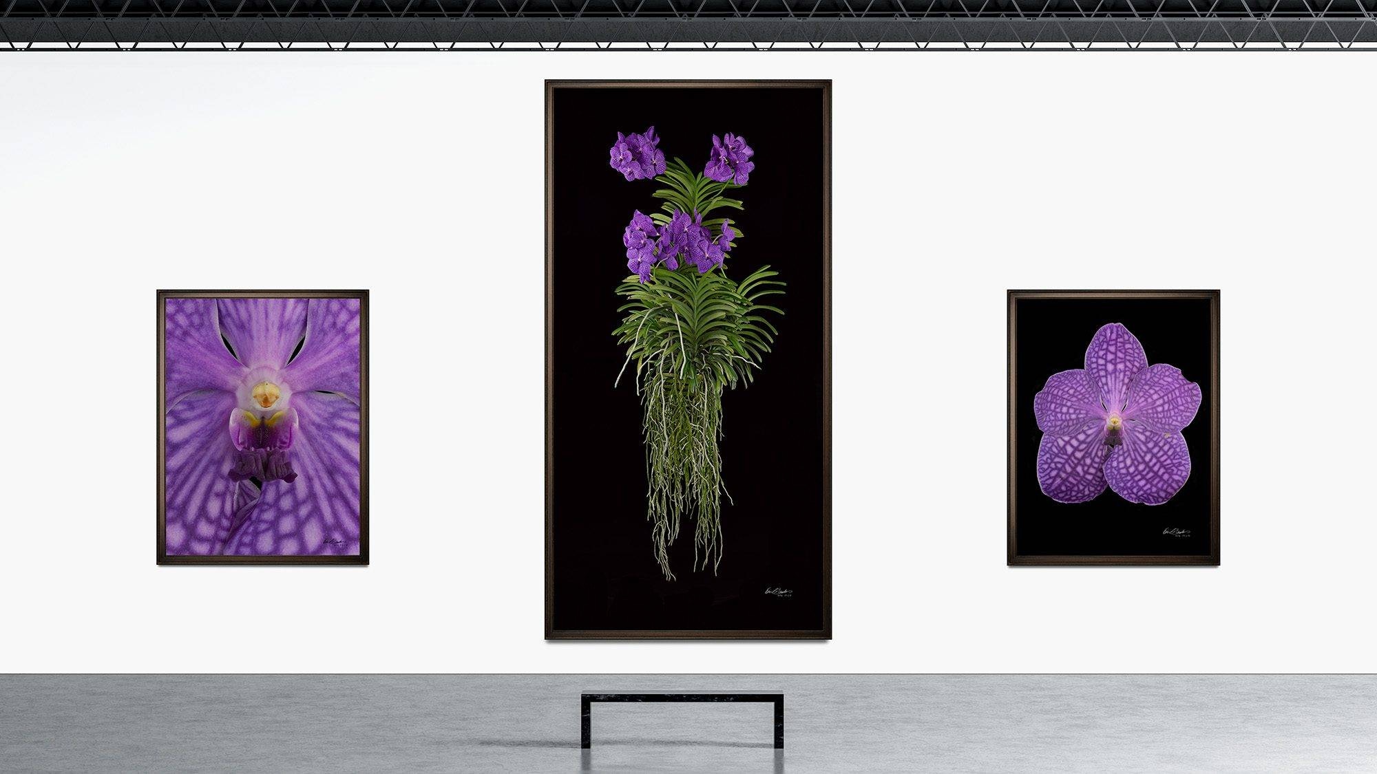 A curated trio of KGS Studios hyperrealistic orchid portraits, featuring a plant, a bloom, and a bloom close-up, displayed in a clean gallery setting.