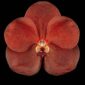 Fine Art Orchid Print Ascda Fuchs Sunkist Orange Glow Bloom by Kevin G Saunders