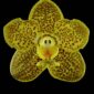 Fine Art Orchid Print Ascda Kirk Hoo Yellow Dragon Bloom by Kevin G Saunders