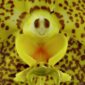 Fine Art Orchid Print Ascda Kirk Hoo Yellow Dragon Bloom Close by Kevin G Saunders