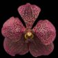 Fine Art Orchid Print Ascda Tony Viggiani Bloom by Kevin G Saunders
