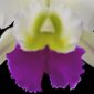 Fine Art Orchid Print Rhyncholaeliocattleya Hawaiian Wizard Bloom Close by Kevin G Saunders