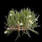 Fine Art Print Brassavola Nodosa Plant by Kevin G Saunders