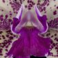 Fine Art Orchid Print Cattleya Caudebec Little Mother AM AOS CCM Bloom Close by Kevin G Saunders