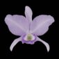 Fine Art Orchid Print Cattleya Portia coerulea 'Sir Jeremiah Coleman' Bloom by Kevin G Saunders