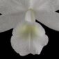 Fine Art Orchid Print Cattleya Skinneri Var Alba Bloom Close by Kevin G Saunders