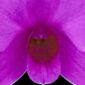 Fine Art Orchid Print Dendrobium Compactum Bloom Close by Kevin G Saunders