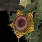 Fine Art Orchid Print Huernia Confusa Bloom by Kevin G Saunders