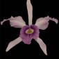 Fine Art Orchid Print Laeliocattleya C G Roebling Bloom by Kevin G Saunders