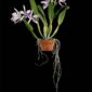 Fine Art Orchid Print Laeliocattleya C G Roebling Plant by Kevin G Saunders