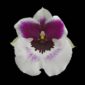 Fine Art Print Miltoniopsis Bloom by Kevin G Saunders