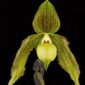 Fine Art Print Paph Its Doll Bloom by Kevin G Saunders